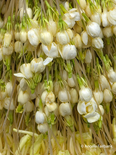 white flowers