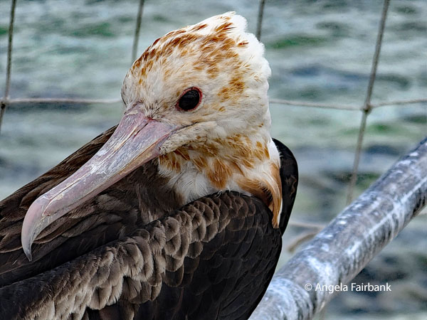 frigate bird 1