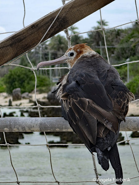 frigate bird 2