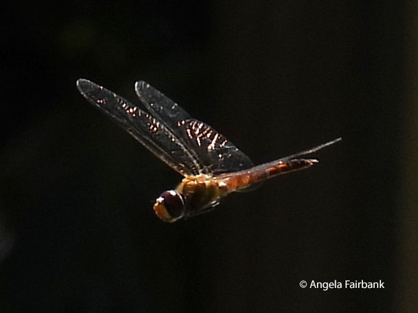 Wandering Percher (Diplacodes bipunctata) dragonfly in flight