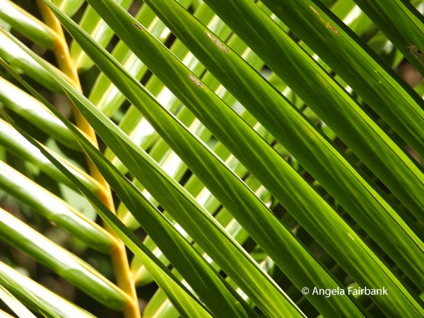 palm fronds