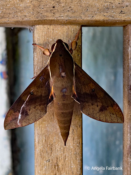 Maroa hawkmoth (Macroglossum hirundo)