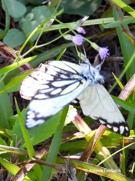 Caper White (Belenois java peristhene) butterfly 1