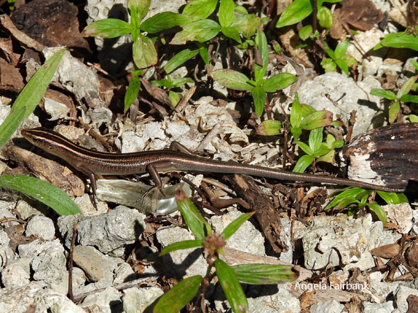 skink