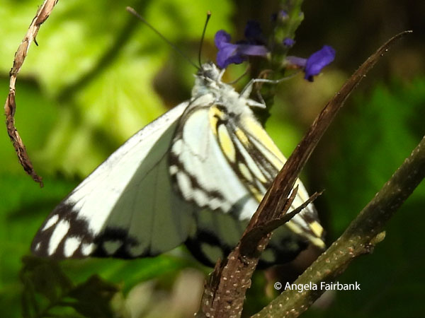 Caper White (Belenois java peristhene) 2