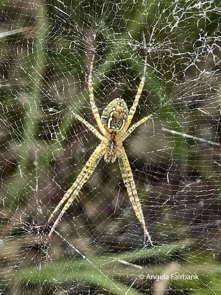 green orchard orb-weaver (Leucauge venusta) 1