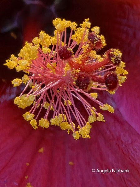 centre of red hibiscus