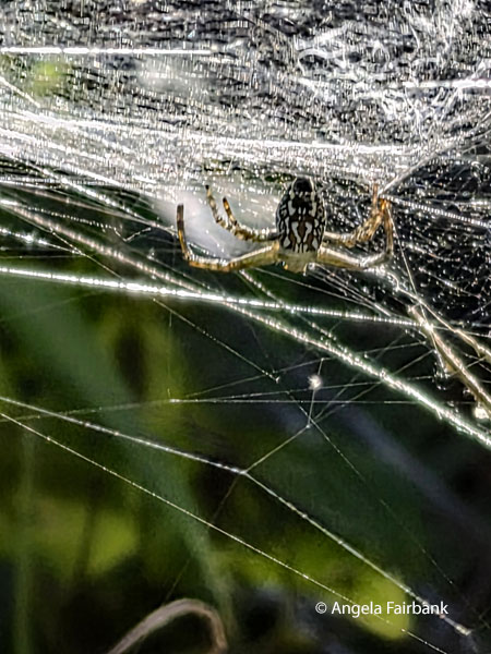 green orchard orb-weaver (Leucauge venusta) 2