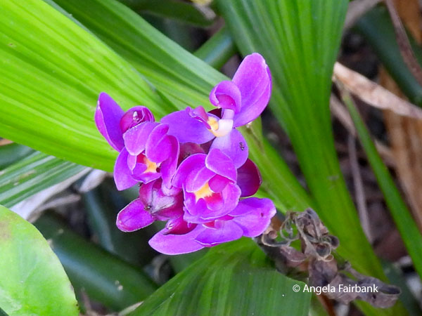 Spathoglottis plicata, widely known as the large purple orchid or Philippine ground orchid.