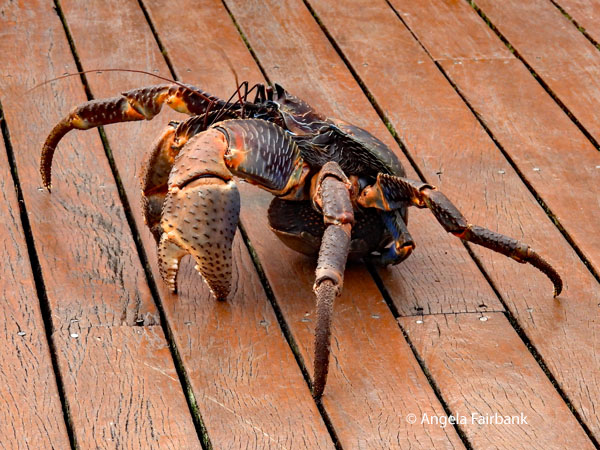 coconut crab (Birgus latro) 1
