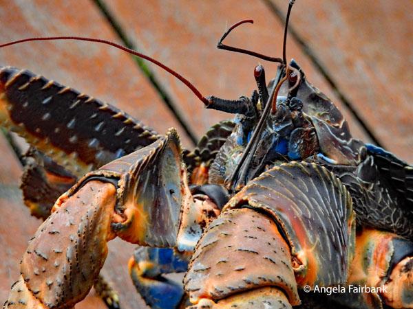 coconut crab (Birgus latro) 2