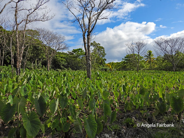 taro field