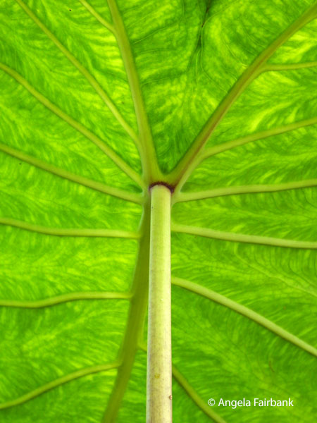 taro leaf
