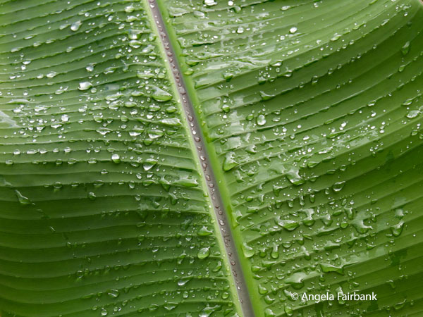 leaf in the rain