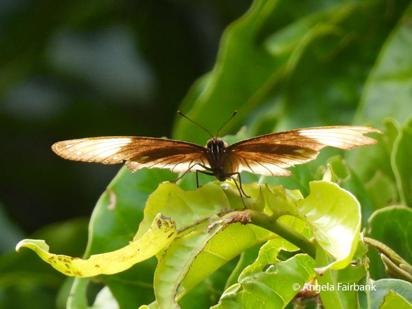 unidentified butterfly