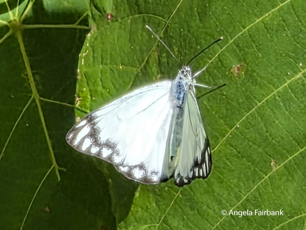 Caper White (Belenois java peristhene) butterfly 3