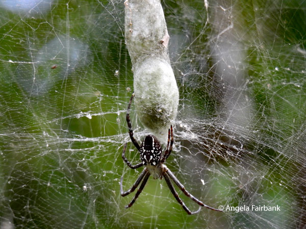green orchard orb-weaver (Leucauge venusta) 3