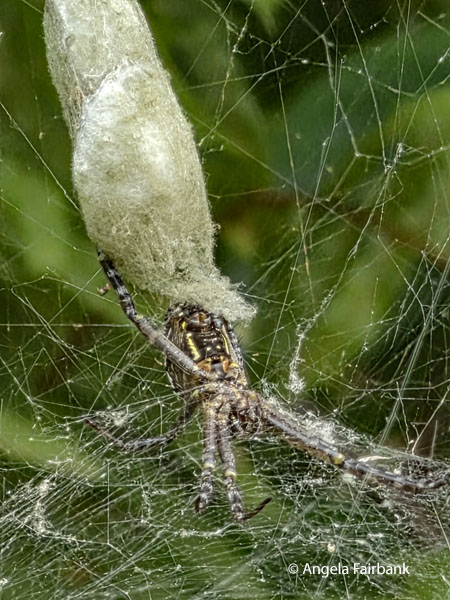green orchard orb-weaver (Leucauge venusta) 4