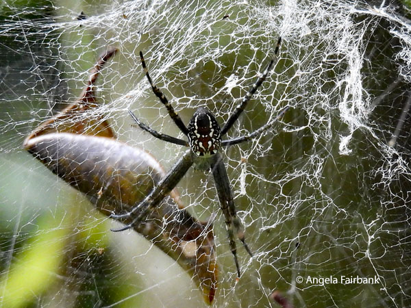 green orchard orb-weaver (Leucauge venusta) 5