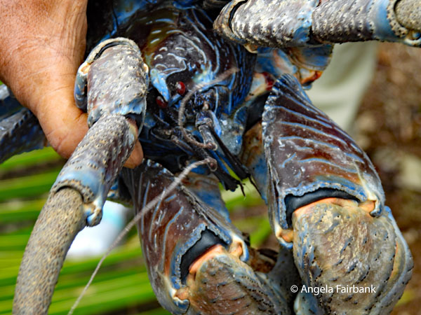 coconut crab (Birgus latro) 3