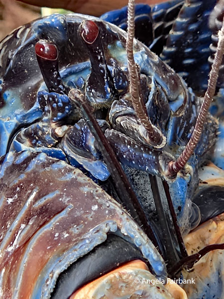 coconut crab (Birgus latro) 4