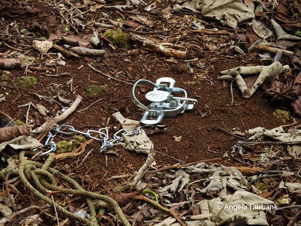 feral chicken trap