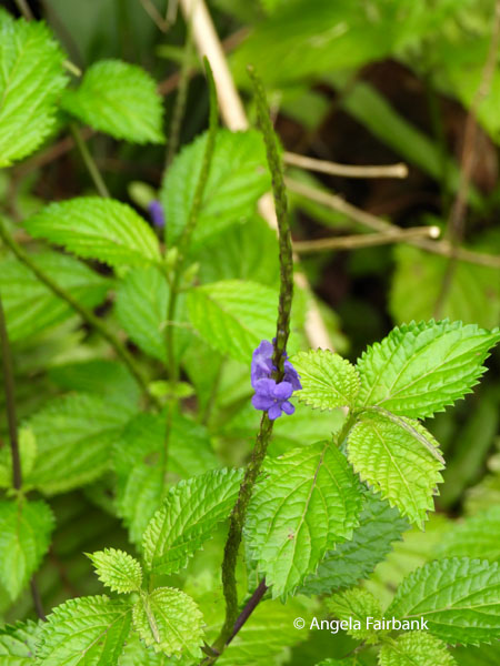 purple flower in the mint family perhaps