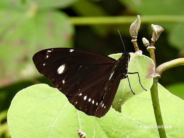 Crow butterfly (Euploea lewinii perryi)