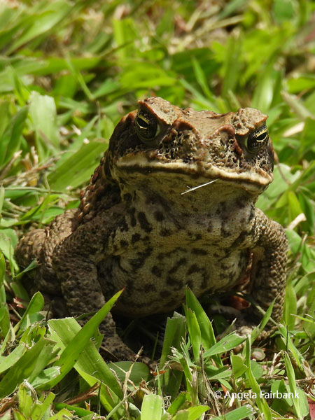 cane toad (Rhinella marina)