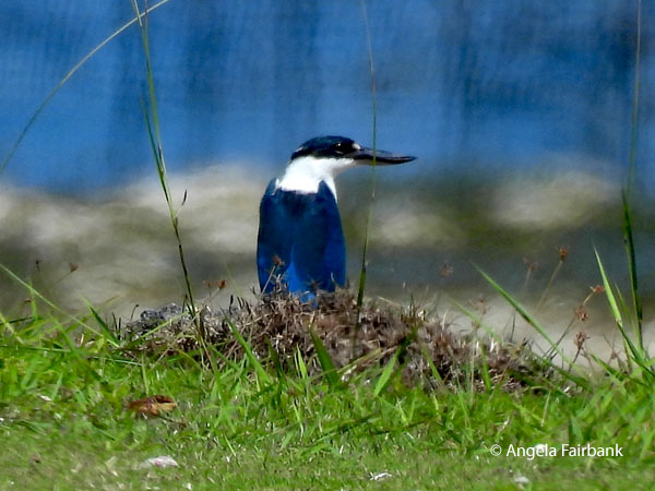 Collared kingfisher (Todiramphus chloris)