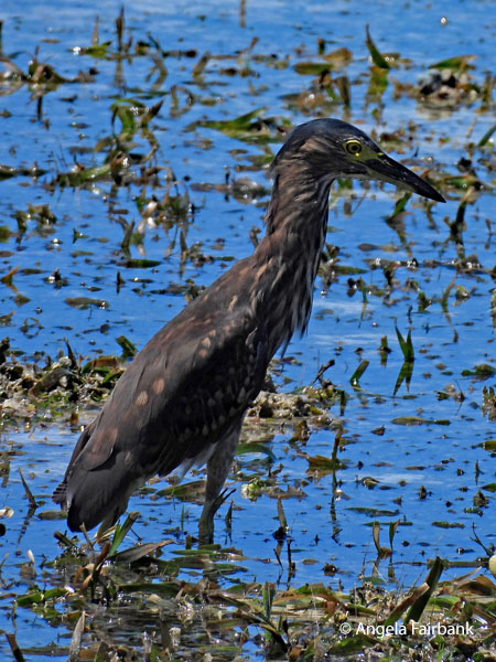 Pacific Reef-Heron (Egretta sacra)