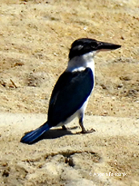 Collared kingfisher (Todiramphus chloris)