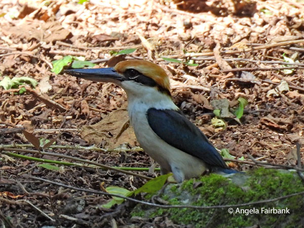 Palau kingfisher (Todiramphus pelewensis)