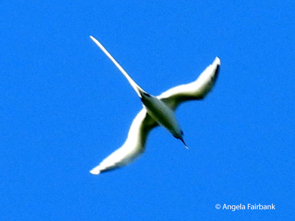 white-tailed tropicbird (Phaethon lepturus)