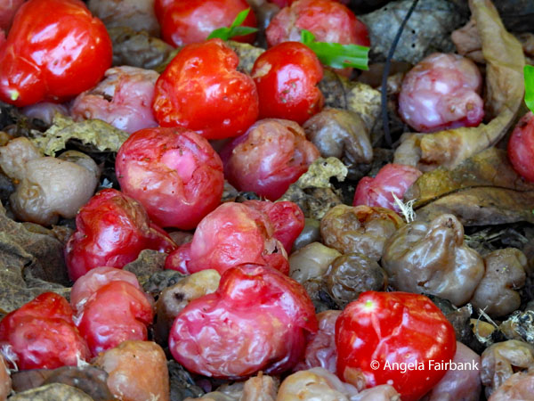 Malay apples