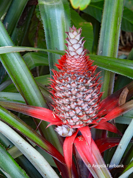 red pineapple