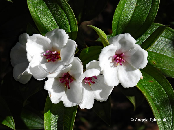 white flowers