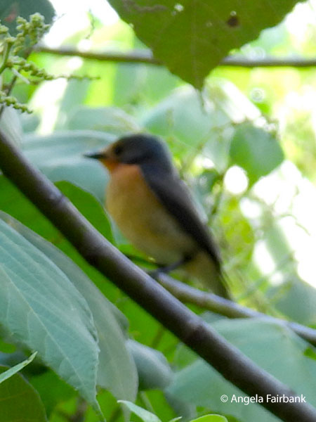 Palau Bush Warbler (Horornis annae) 1