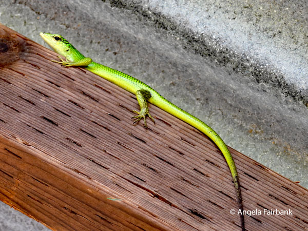 Emerald Tree Skink (Lamprolepis smaragdina)