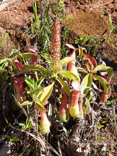 Tropical Pitcher Plant (Nepenthes mirabilis)