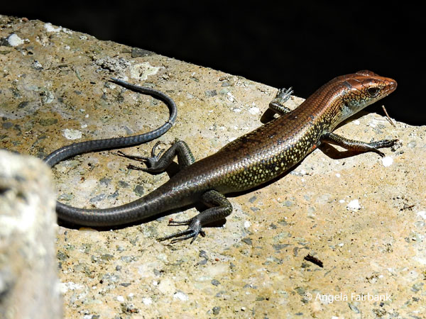 Pacific Blue-tailed Skink (Emoia caeruleocauda)