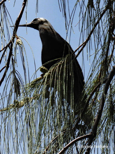 Black Noddy (Anous minutus)