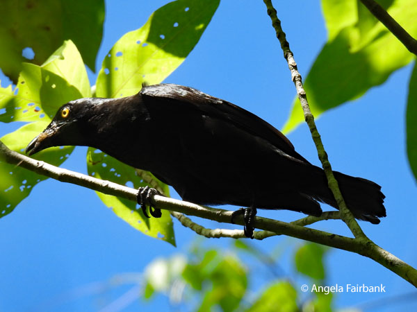 Micronesian Starling (Aplonis opaca)