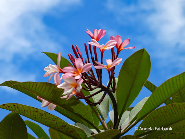 pink frangipani