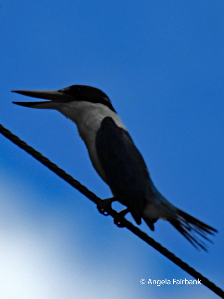 Collared kingfisher (Todiramphus chloris)