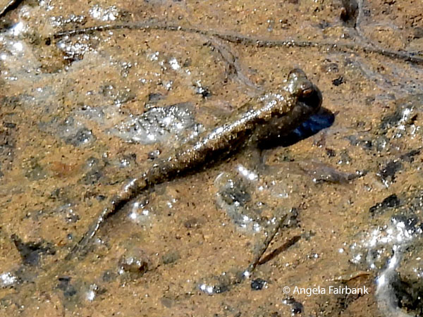 common mudskipper (Periophthalmus kalolo)