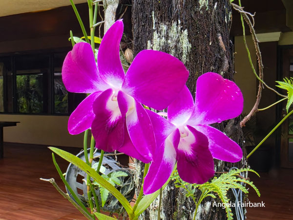 orchids in the hotel grounds