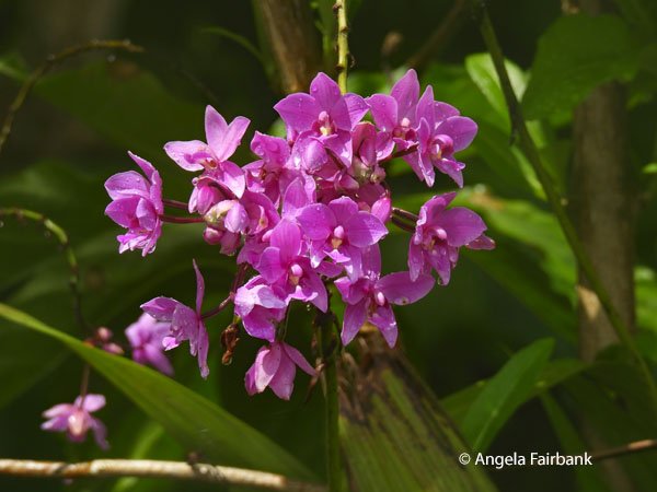purple orchids