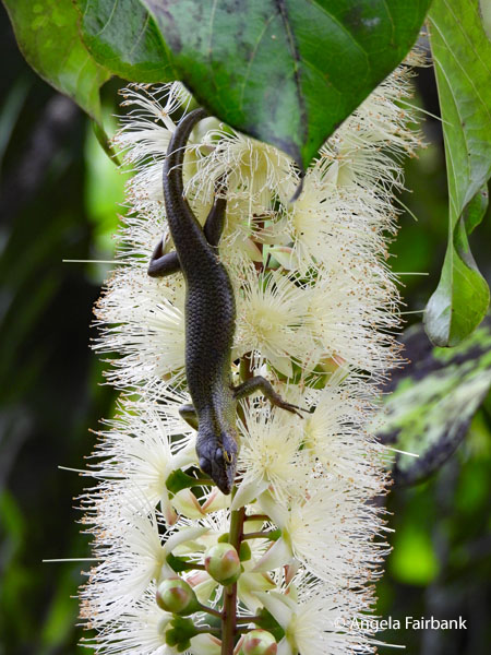 skink on flower vertical