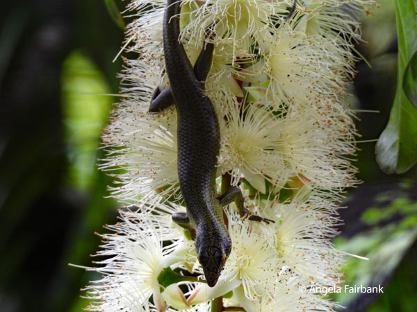 skink on flower horizontal